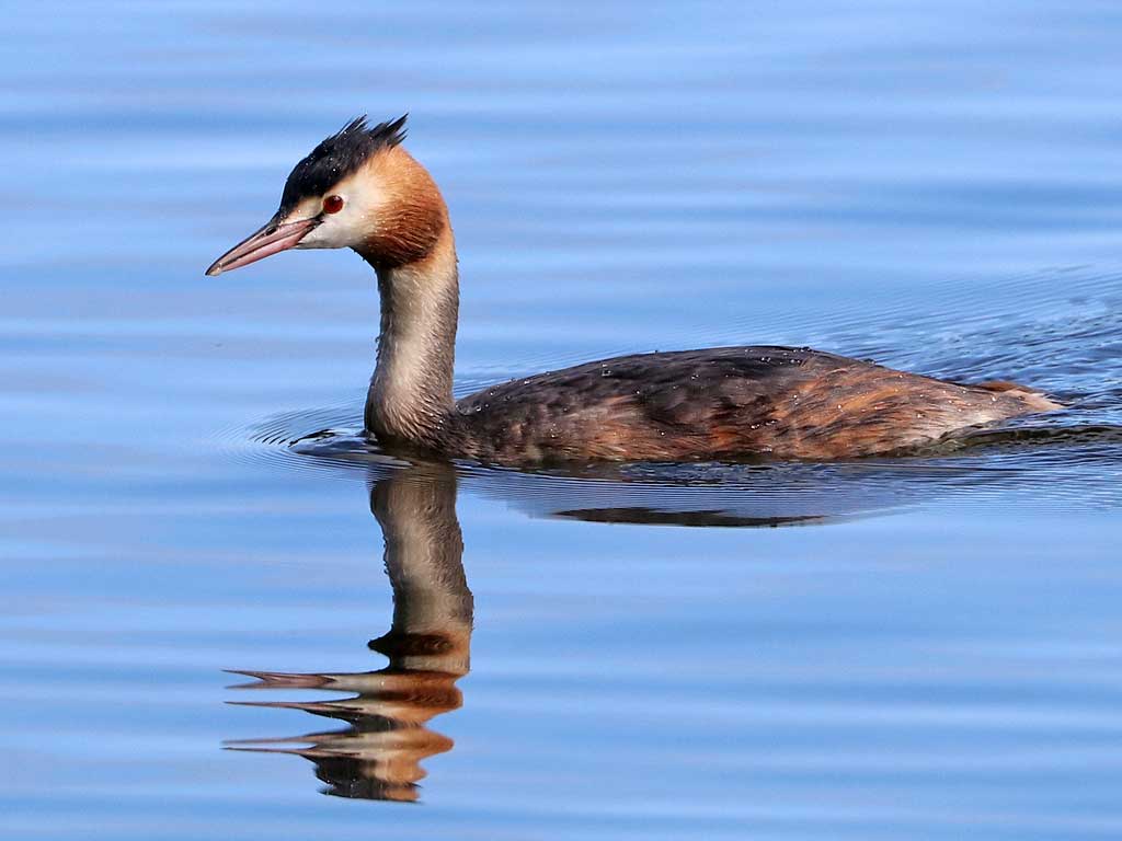 Great Crested Grebe
