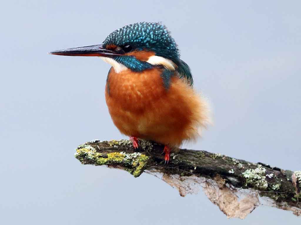 Kingfisher